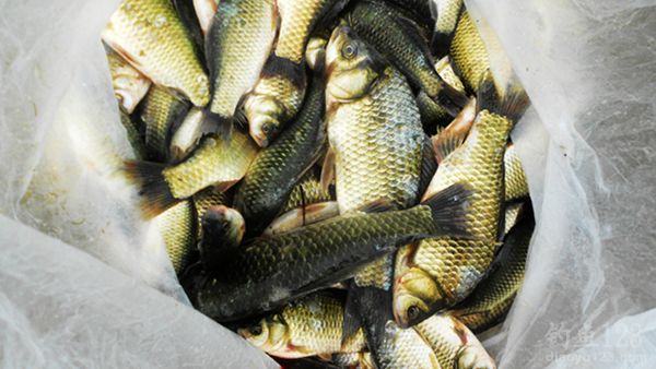 釣鯽魚高手人物_三本先生傳統釣鯽魚2020_鯽魚釣手張先生
