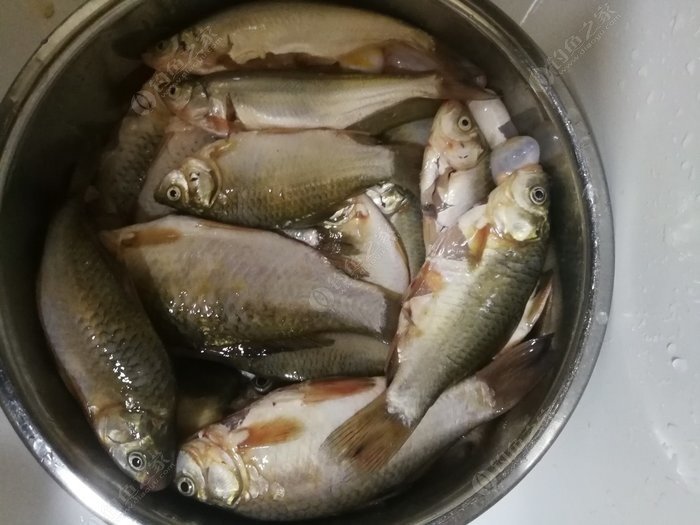 三本先生傳統釣鯽魚2020_鯽魚釣手張先生_釣鯽魚高手人物