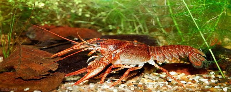 淡水魚大百科_最大的淡水魚_淡水魚大魚有哪些