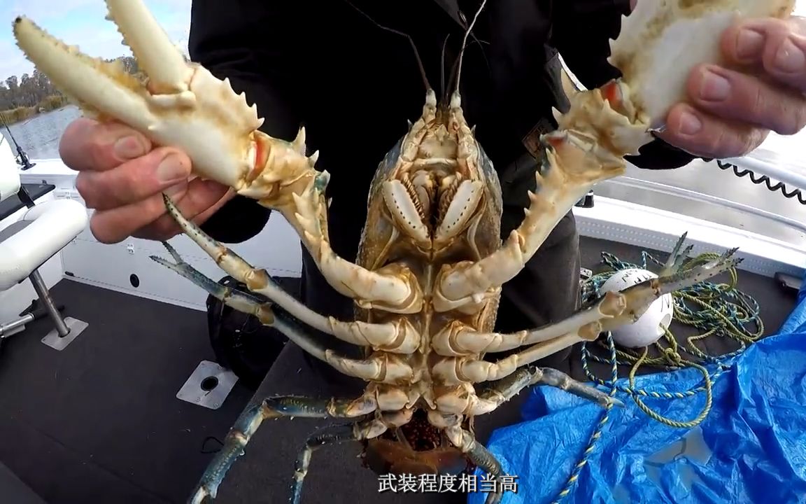 淡水魚大百科_最大的淡水魚_淡水魚大魚有哪些