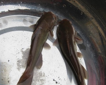 淡水魚大百科_淡水魚大全_最大的淡水魚