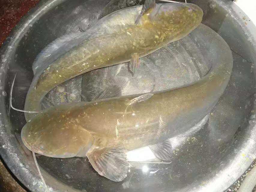 最大的淡水魚_淡水魚大百科_淡水魚大全