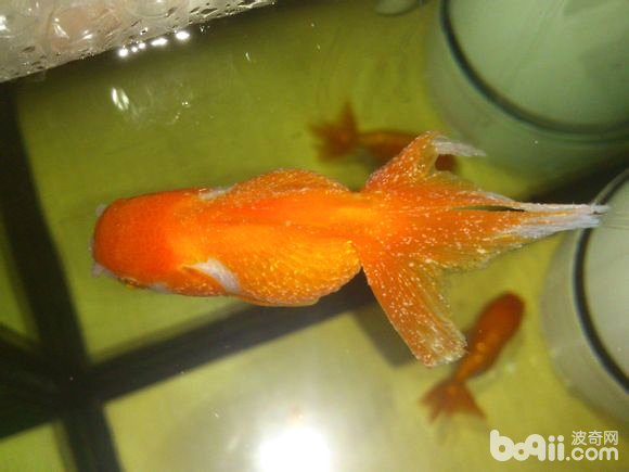 金魚身上有白點_金魚白點身上有白斑_金魚身上白點病