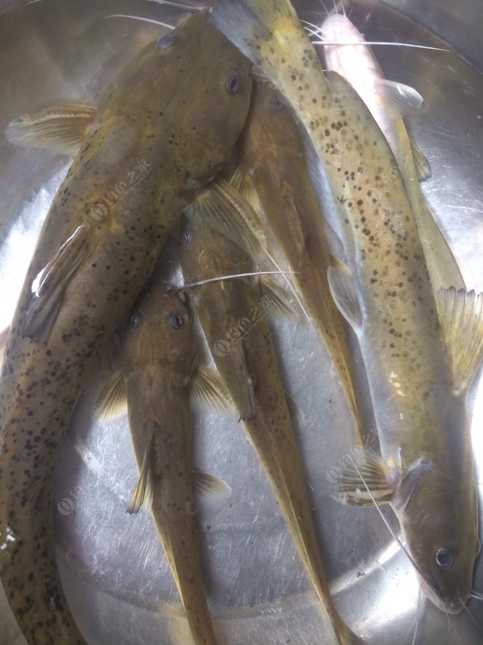 淡水魚大全_最大的淡水魚_淡水魚大全圖片和名稱