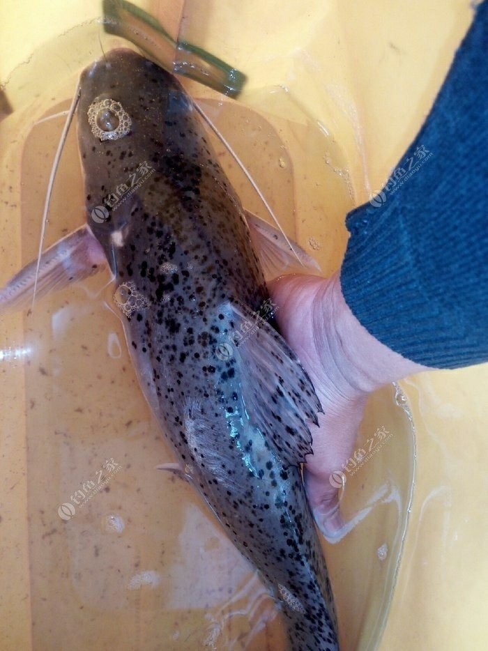 最大的淡水魚_淡水魚大全_淡水魚大全圖片和名稱
