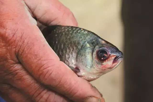 魚苗吃什么_魚苗吃什么飼料長得快_魚苗吃饅頭渣嗎