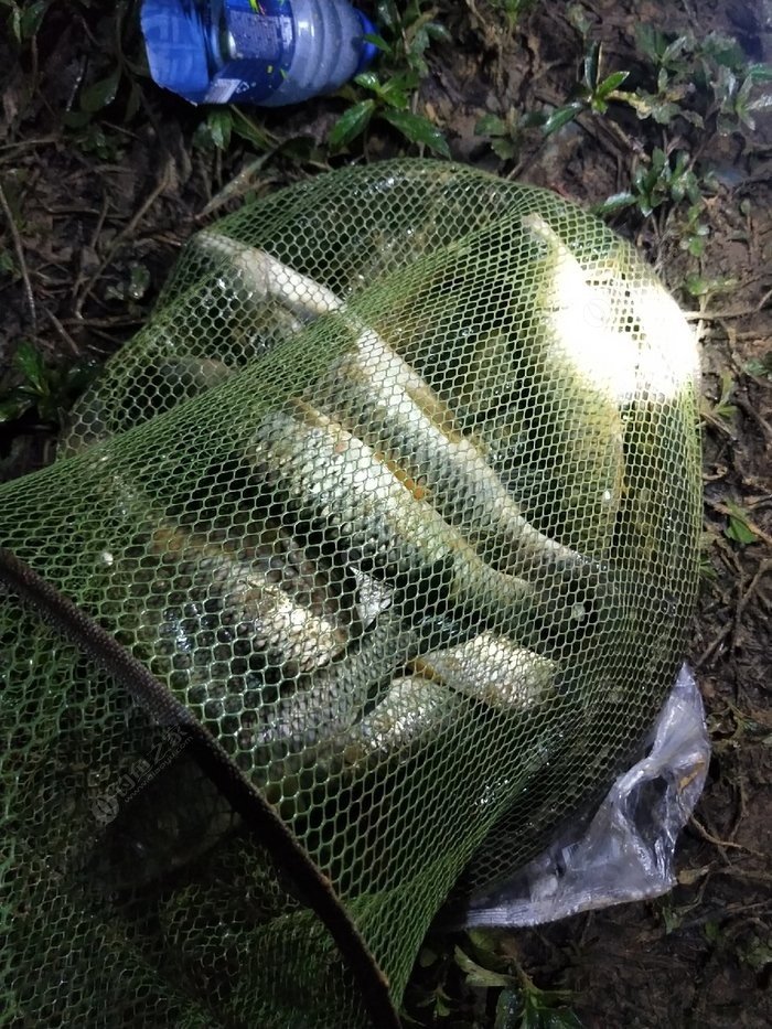 草魚釣離底10公分調漂_釣草魚離底多少公分合適_離底多少釣草魚