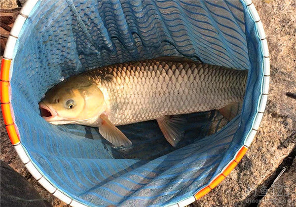 草魚釣離底10公分調漂_釣草魚離底多少公分合適_離底多少釣草魚
