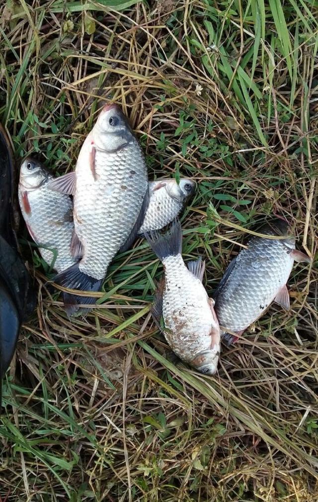 鯽魚先生知乎_釣鯽魚大師_三本先生傳統釣鯽魚2020