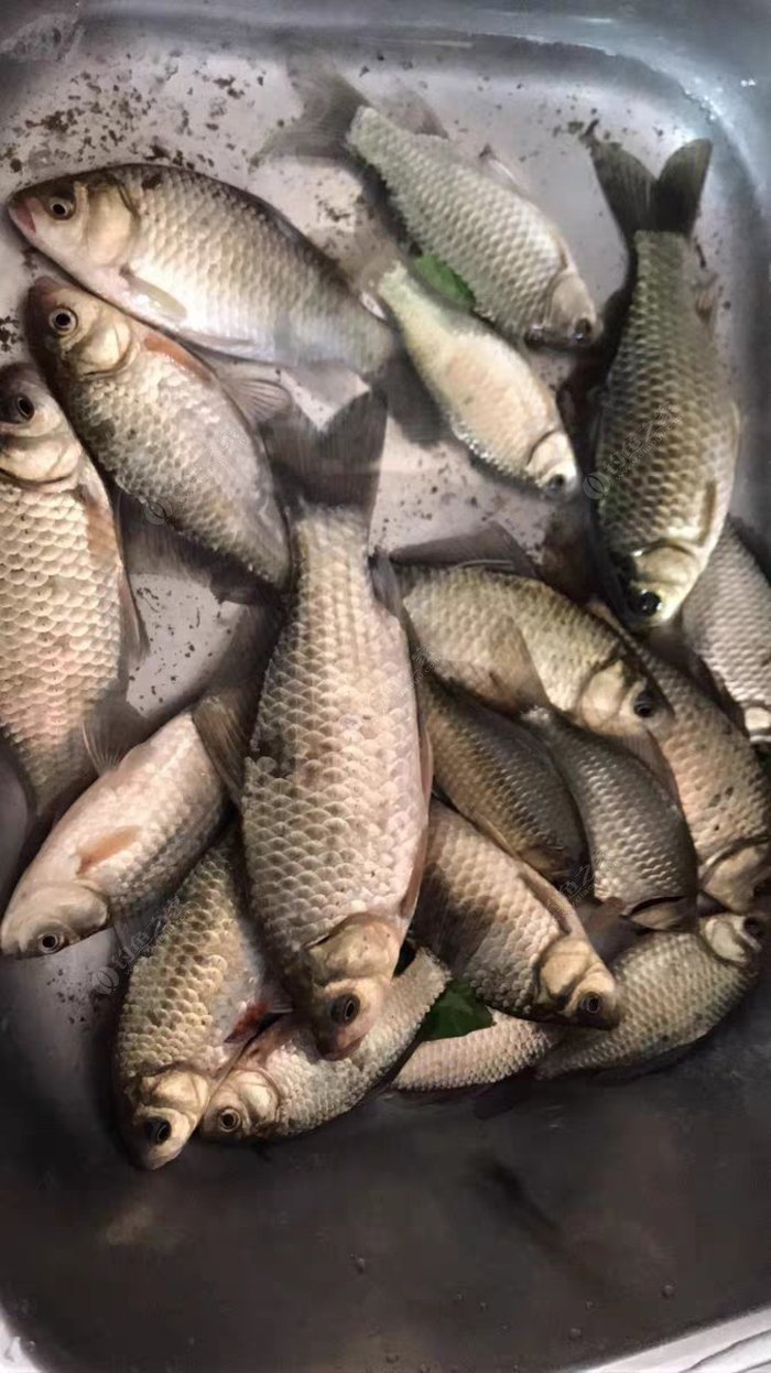 鯽魚先生知乎_釣鯽魚大師_三本先生傳統釣鯽魚2020