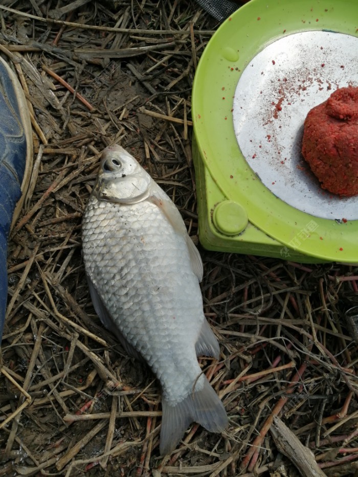 鯽魚先生知乎_三本先生傳統釣鯽魚2020_釣鯽魚大師