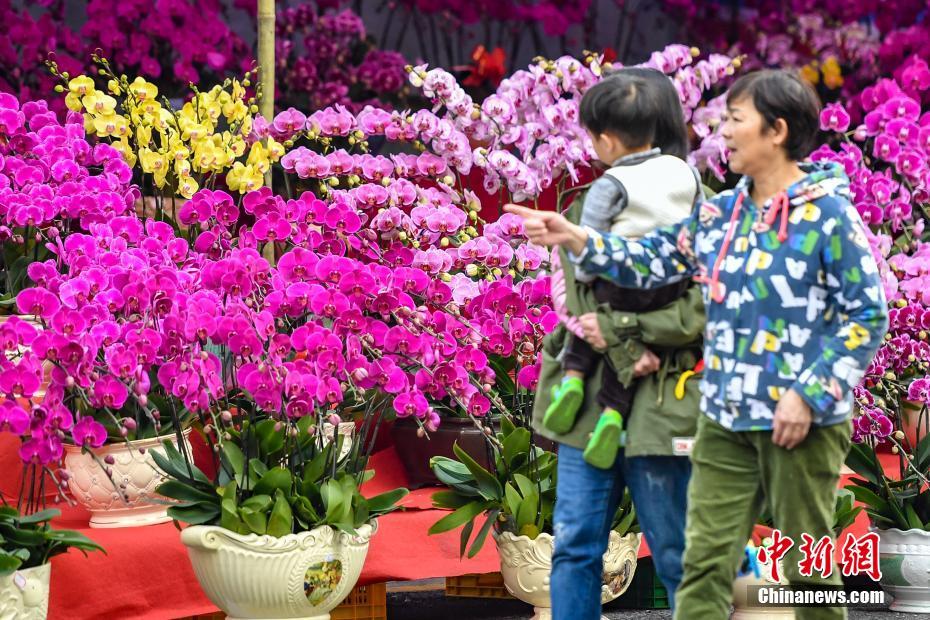 芳村花卉市場搬哪里去了_芳村花卉市場_芳村花卉市場搬遷