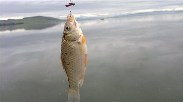 離底多少釣草魚_釣草魚離底多少公分合適_釣離底多少公分合適