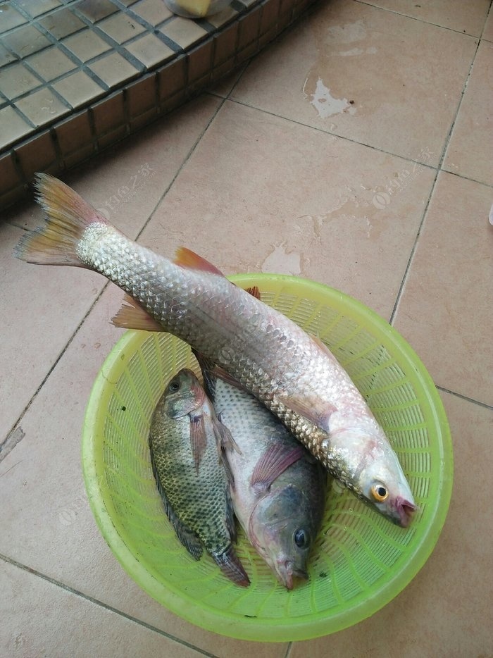 魚餌小藥怎么用_魚餌小藥什么牌的好用_魚餌小藥