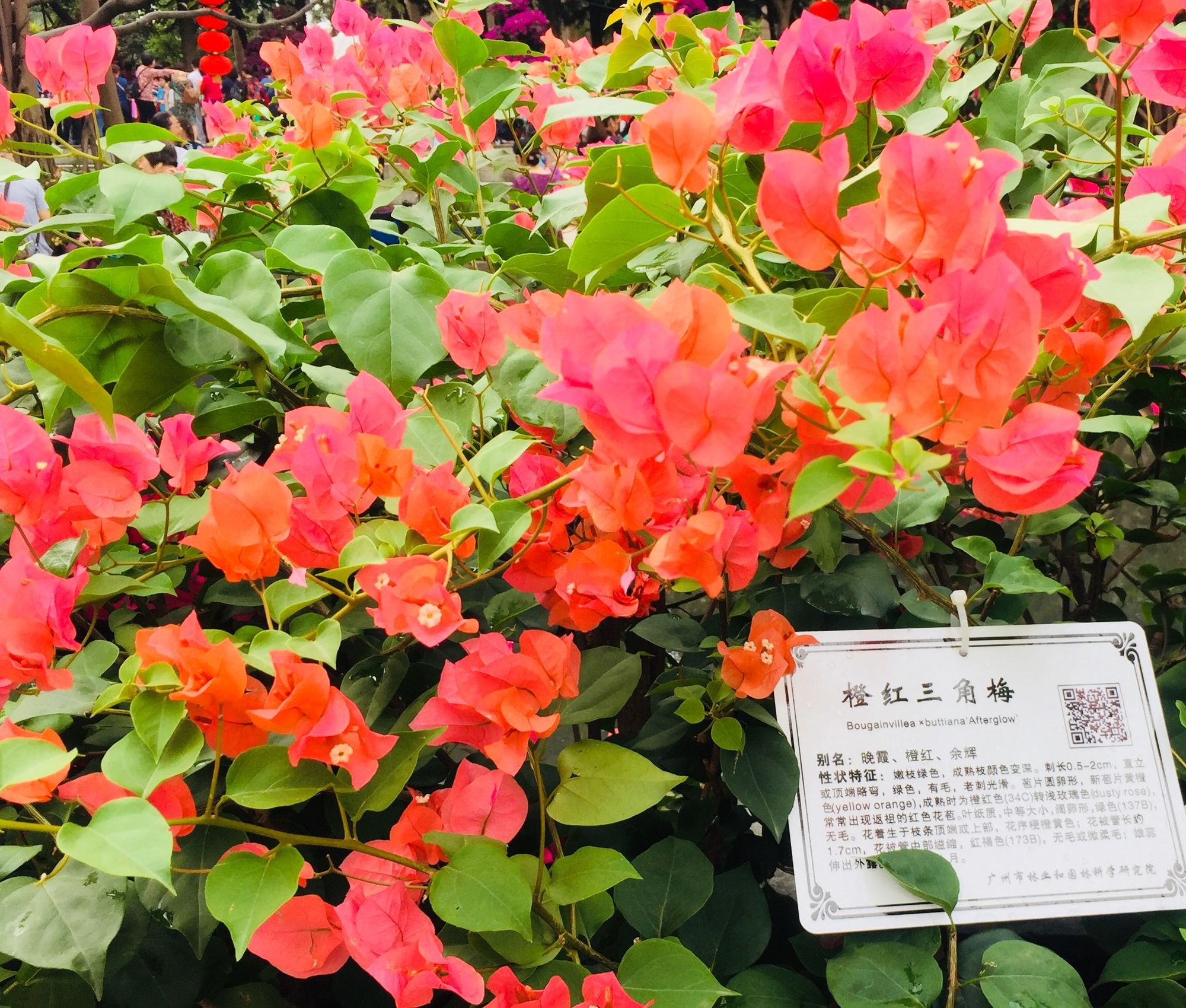 芳村花卉市場_芳村花卉市場幾點關門_芳村花卉市場搬哪里去了