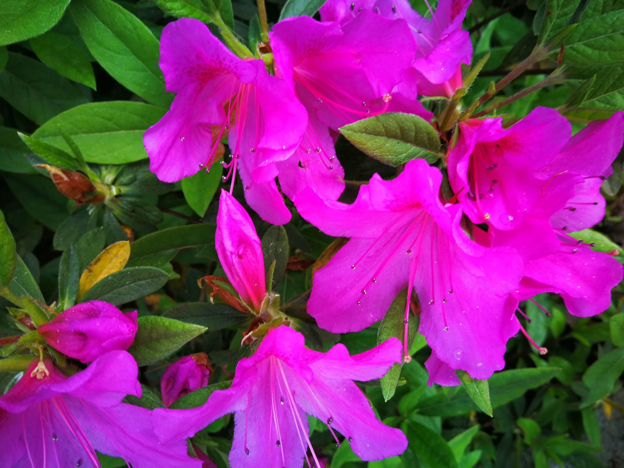 芳村花卉市場搬哪里去了_芳村花卉市場_芳村花卉市場幾點關門