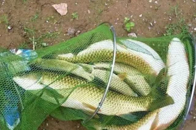釣餌草魚好用嗎視頻_釣草魚餌用什么最好_釣草魚用什么餌更好
