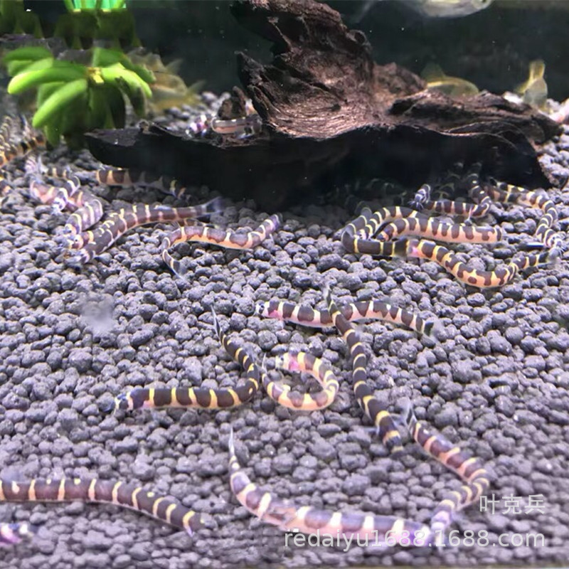 觀賞異形種類魚類有哪些_觀賞異形種類魚圖片_異形觀賞魚種類