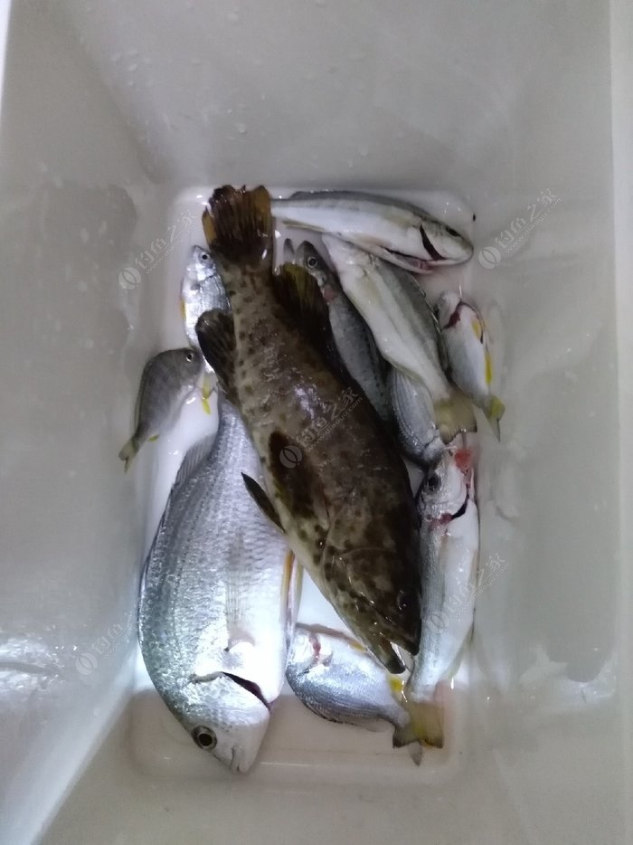 釣泥鰍犯法嗎_釣魚釣泥鰍_胡說筏釣泥鰍