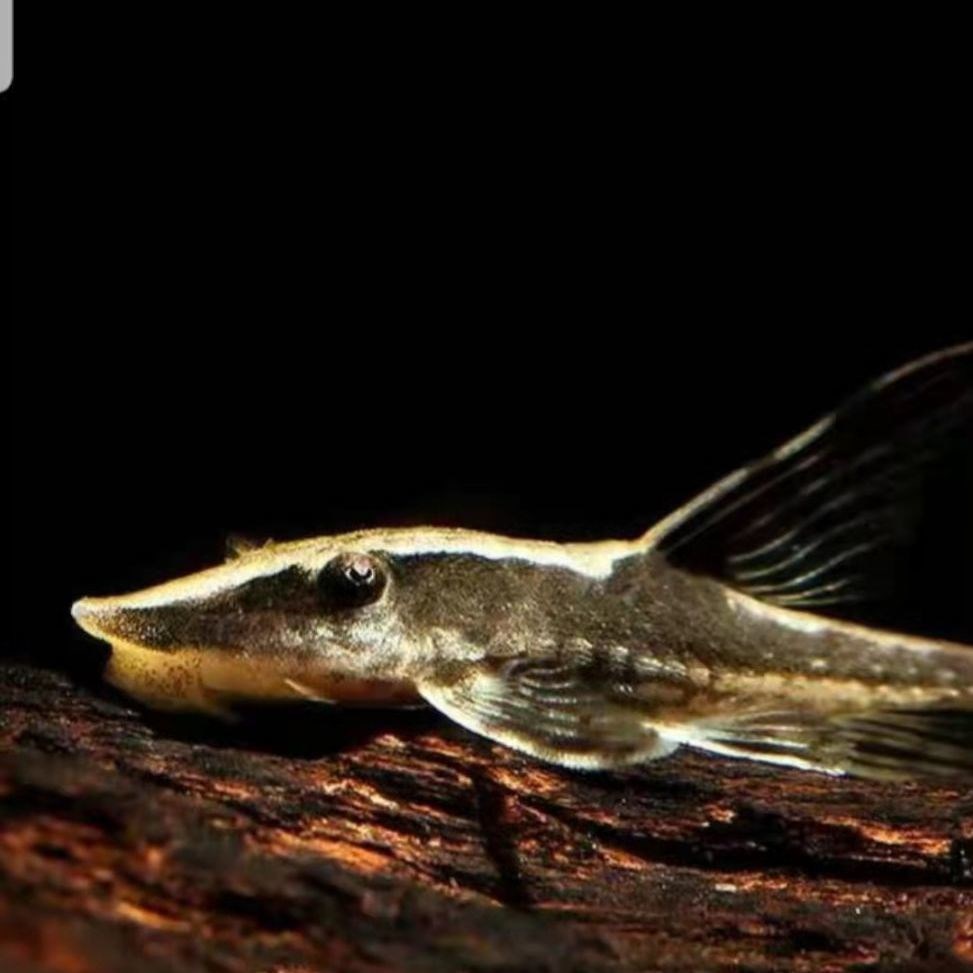 觀賞魚異型魚_異形觀賞魚種類圖文大全_異形觀賞魚種類