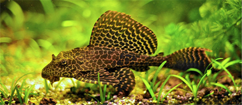異形觀賞魚種類圖文大全_異形觀賞魚種類_觀賞魚異型魚