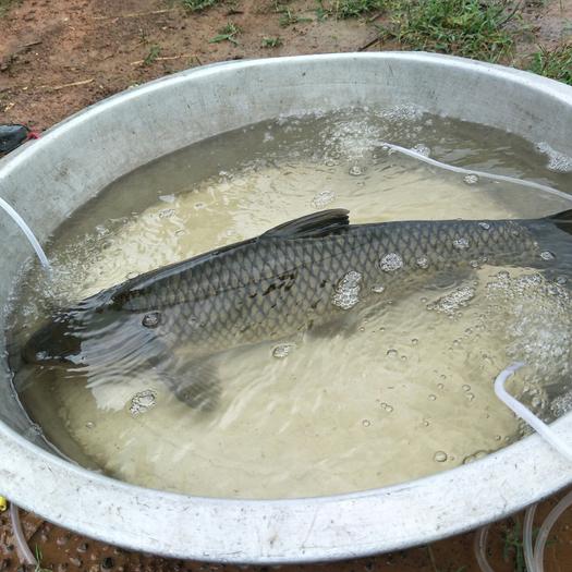 清水無魚_清水無魚求下聯_清水無魚是什么意思呢
