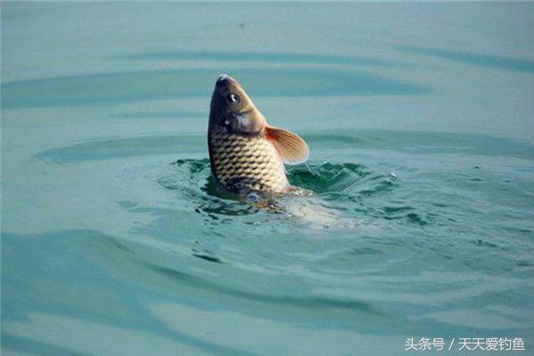 初冬釣鯉魚技巧_初冬怎樣釣鯉魚_初冬季節釣鯉魚技巧