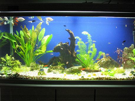 觀賞異形種類魚有哪些_異形觀賞魚種類_觀賞異形種類魚類有哪些