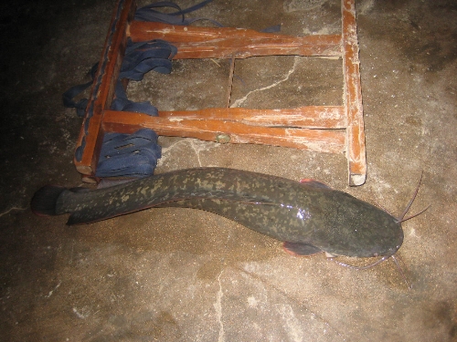 鯰魚錢包下載_鯰魚錢包_鯰魚多少錢一斤