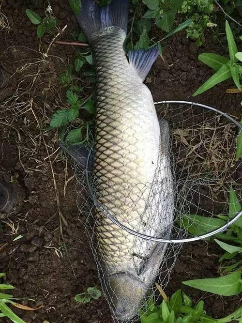 釣草魚民間絕招_民間釣草魚高手秘方_釣草魚經典口訣