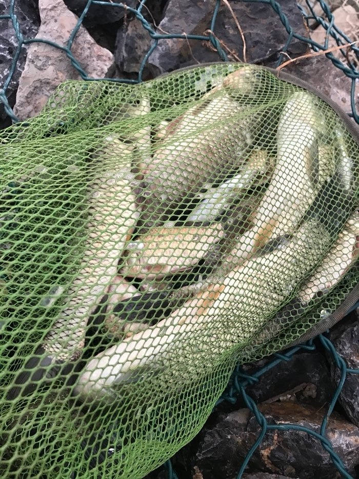 幾月份釣草魚的最佳時段_釣草魚幾月份_五月份釣草魚