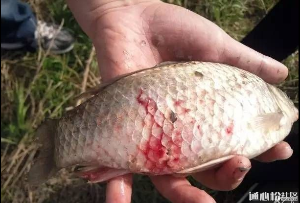 異形觀賞魚種類_觀賞異形種類魚類有哪些_異形觀賞魚種類圖文大全