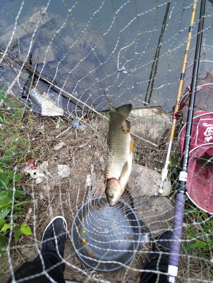 清水無魚_清水魚無刺_清水無魚求下聯