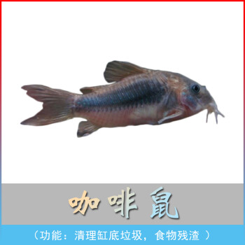鼠魚中最為常見的咖啡鼠、白鼠、花椒鼠