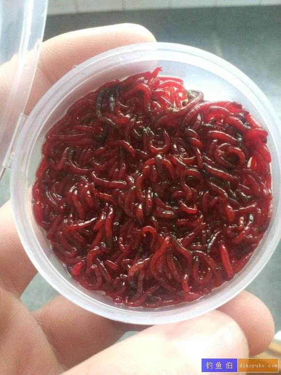 釣魚的紅蟲是否有毒_釣魚用的紅蟲有毒嗎_釣魚用的紅蟲有病毒嗎