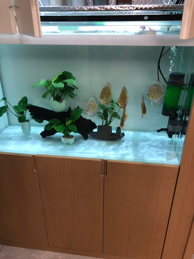 名貴觀賞魚飼養指南_觀賞名貴魚類_十大名貴觀賞魚
