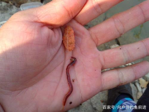 河流野釣鯉魚餌料配方_河里野釣鯉魚餌料配方_河流鯉魚用什么餌料
