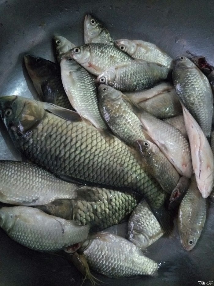 初冬怎么野釣鯉魚_初冬季節釣鯉魚技巧_初冬釣鯉魚技巧