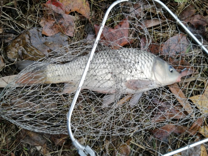初冬釣鯉魚技巧_初冬怎么野釣鯉魚_初冬季節釣鯉魚技巧