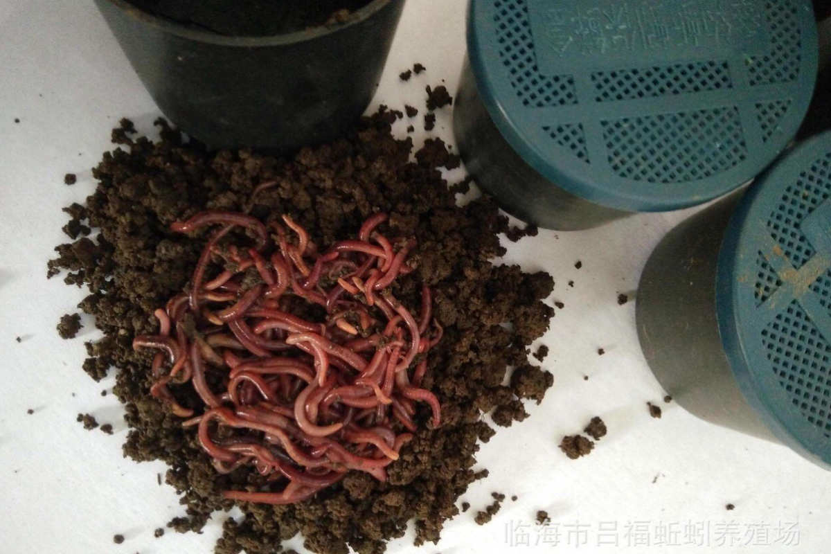 釣草魚的最佳月份_釣草魚是什么月份和天氣_五月份釣草魚