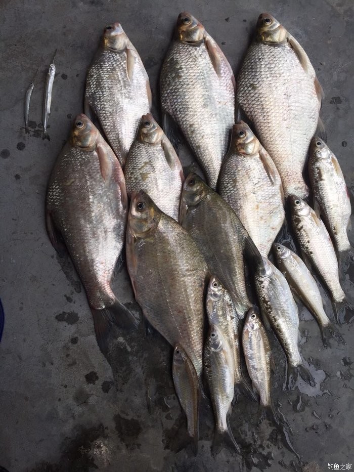 釣主線多大鱸魚組線子好用_海釣鱸魚釣組用多大主線和子線_釣鱸魚子線幾號