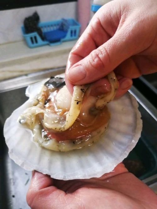 清洗扇貝肉的視頻教程_扇貝怎么清洗_清洗扇貝的方法