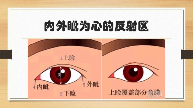 扇貝的眼睛_扇貝兩百多只眼睛_扇貝眼睛在哪里圖片