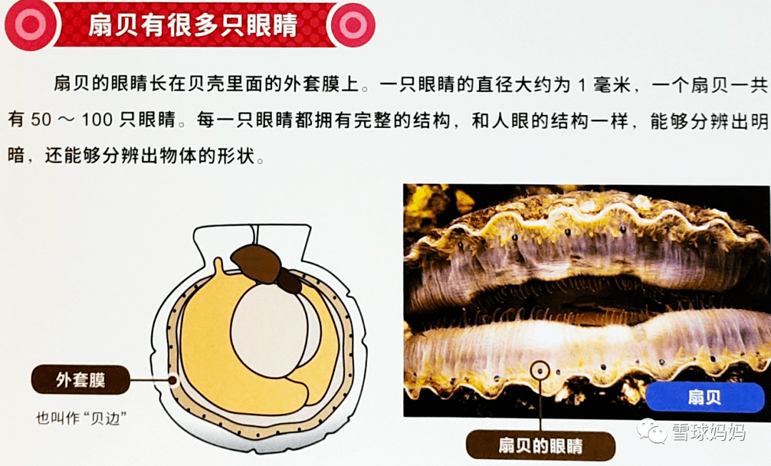 扇貝兩百多只眼睛_扇貝的眼睛_扇貝眼睛在哪里圖片
