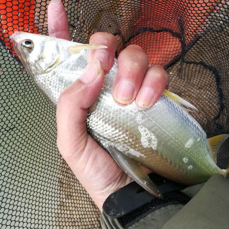 黃辣丁魚的黃色能吃嗎_黃辣丁魚外面的黃要洗掉嗎_黃辣丁是什么魚