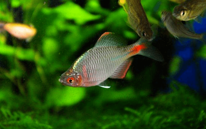觀賞魚異型魚_觀賞異形種類魚圖片_異形觀賞魚種類