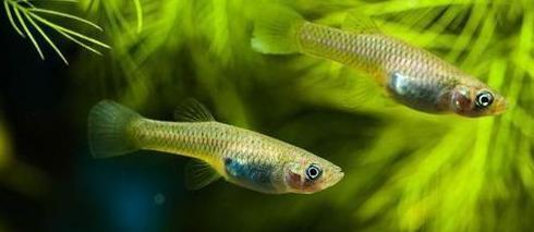 觀賞異形種類魚圖片_異形觀賞魚種類_觀賞魚異型魚