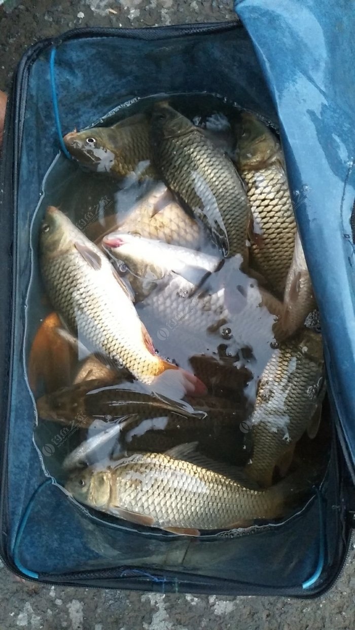 釣魚水庫技巧和方法_水庫釣魚技巧_水庫釣魚教程