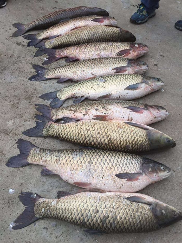 釣魚水庫技巧和方法_水庫釣魚教程_水庫釣魚技巧