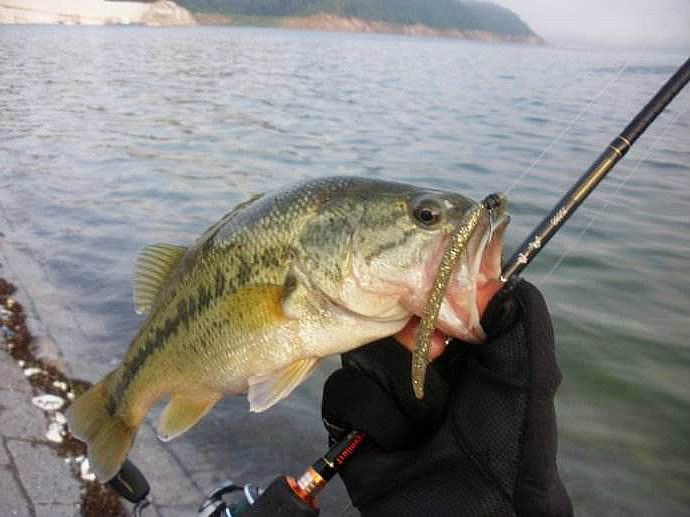 藍旗魚路亞海鱸視頻_藍旗魚小汐路亞_藍旗魚小汐海鱸